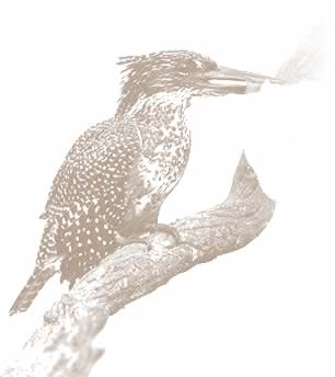 Giant Kingfisher